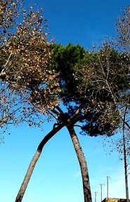 FOTO Patrizia Volpi Due alberi innamorati 2